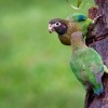 Amazonek hnedohlavy - Pyrilia haematotis - Brown-hooded Parrot o5088